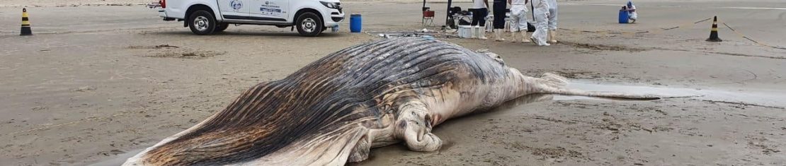 baleia jubarte Shangrilá