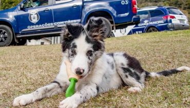 cachorro da GM de Curitiba