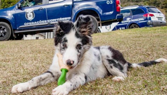 cachorro da GM de Curitiba
