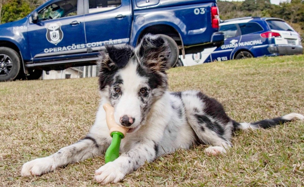 cachorro da GM de Curitiba