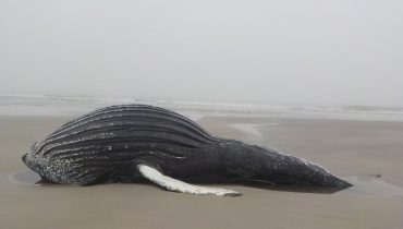 baleia jubarte superagui