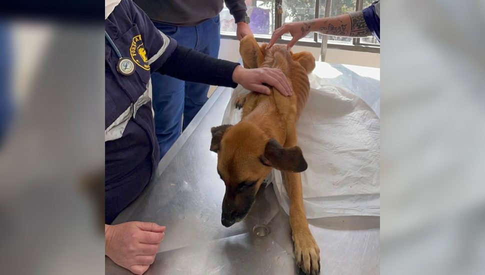 resgate de cachorro maus tratos