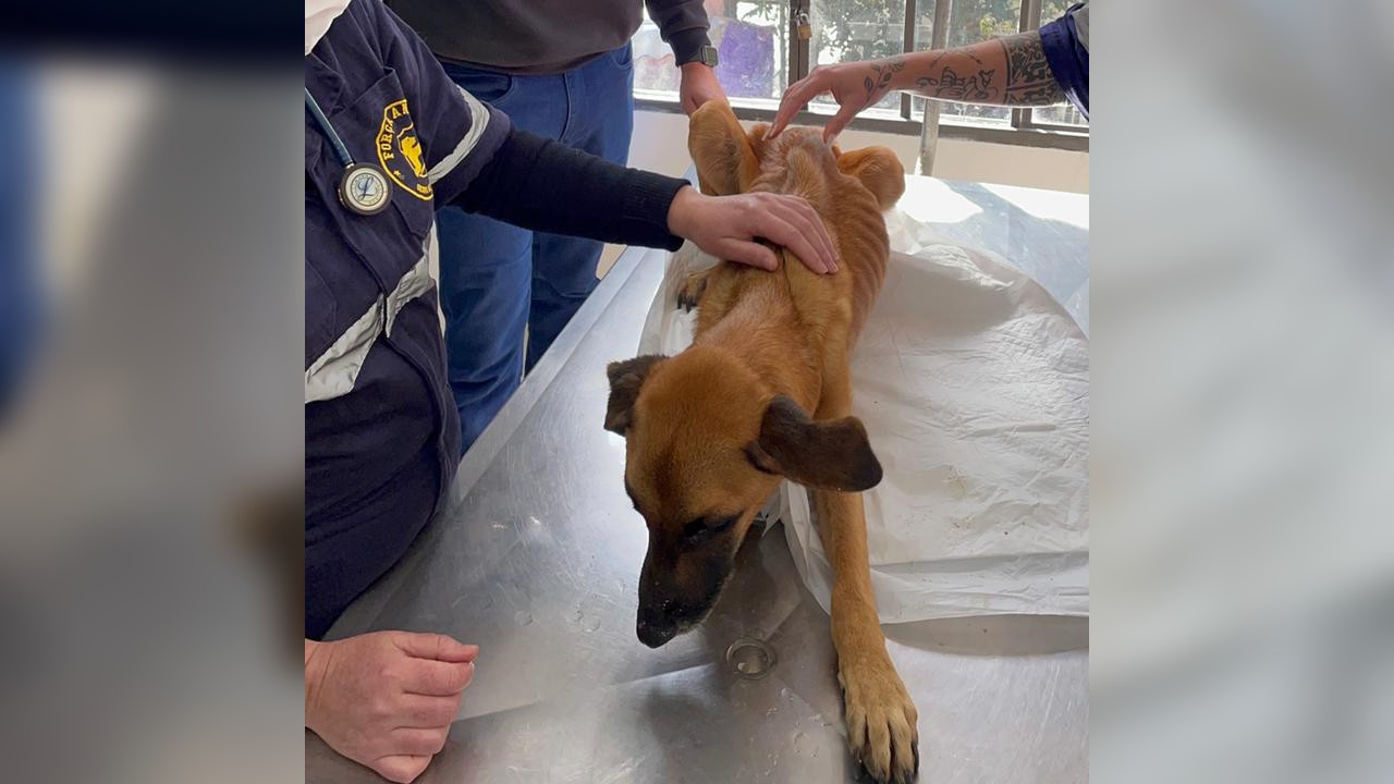 resgate de cachorro maus tratos