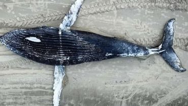 baleia jubarte pontal