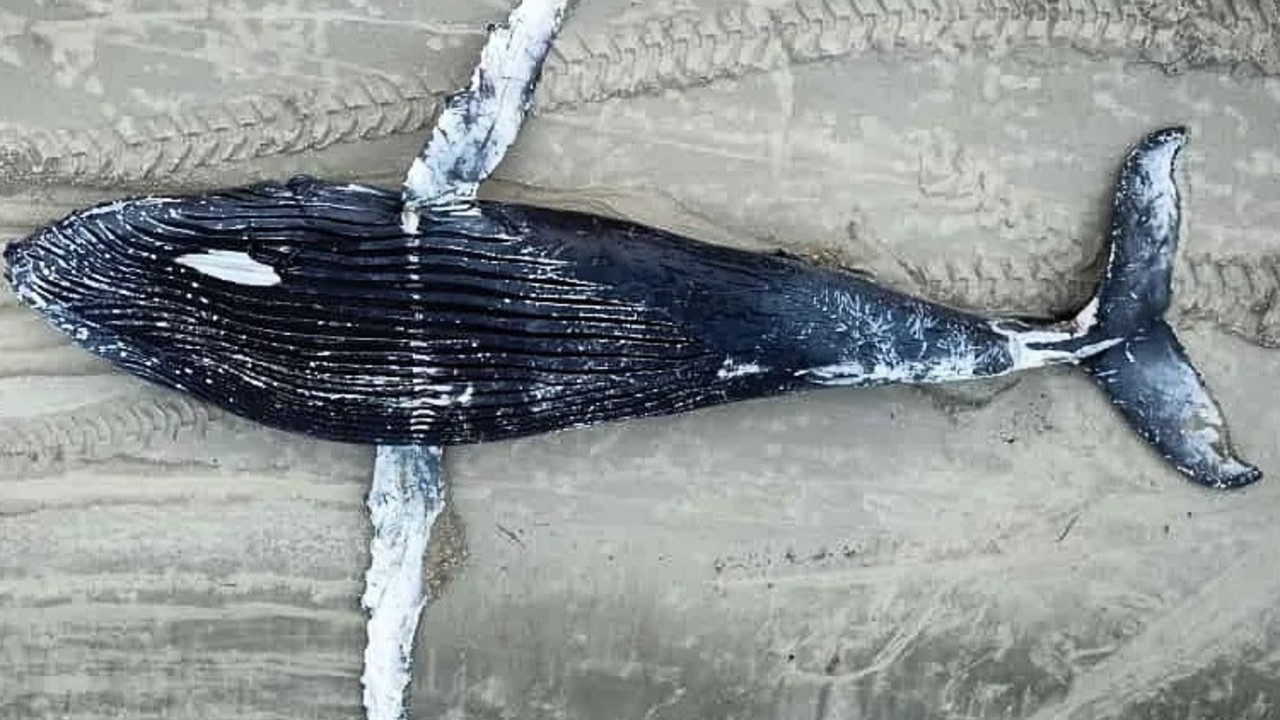 baleia jubarte pontal