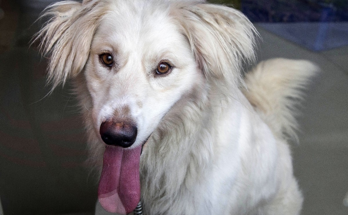 Live para adoção de cães acontece neste sábado, pelo Facebook.