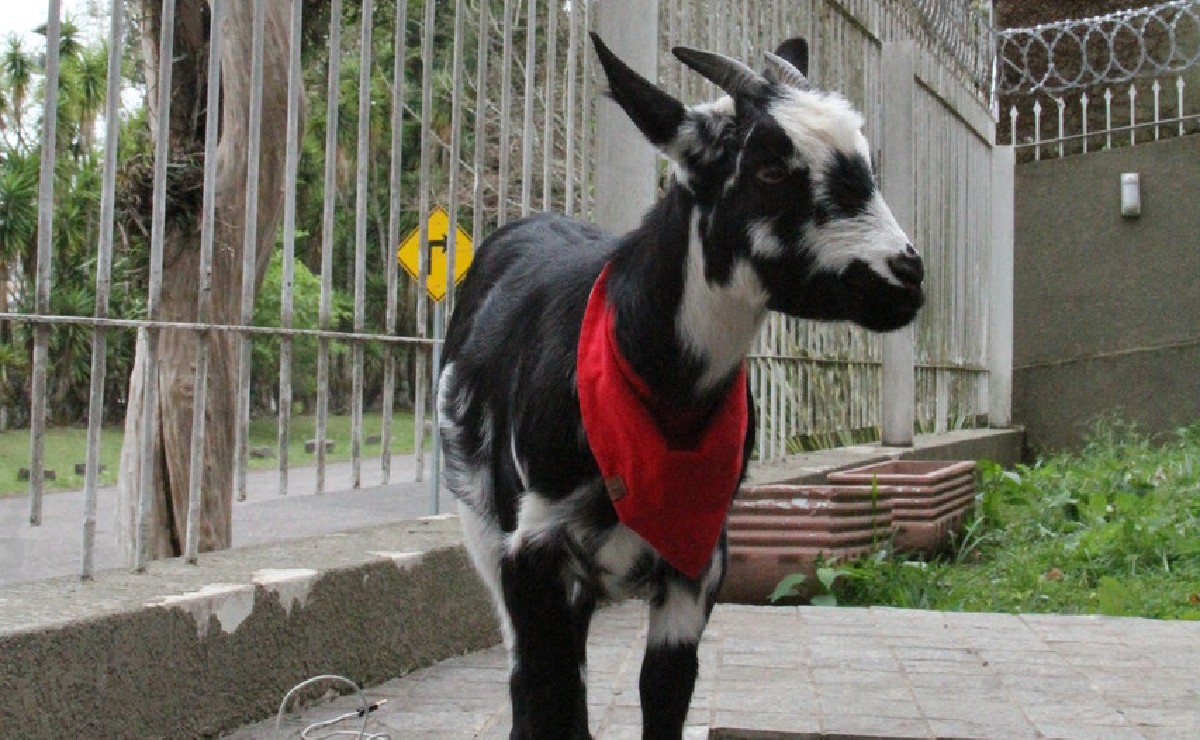 Cabra Tarsila é cheia de energia e agita a vida dos tutores de Curitiba.