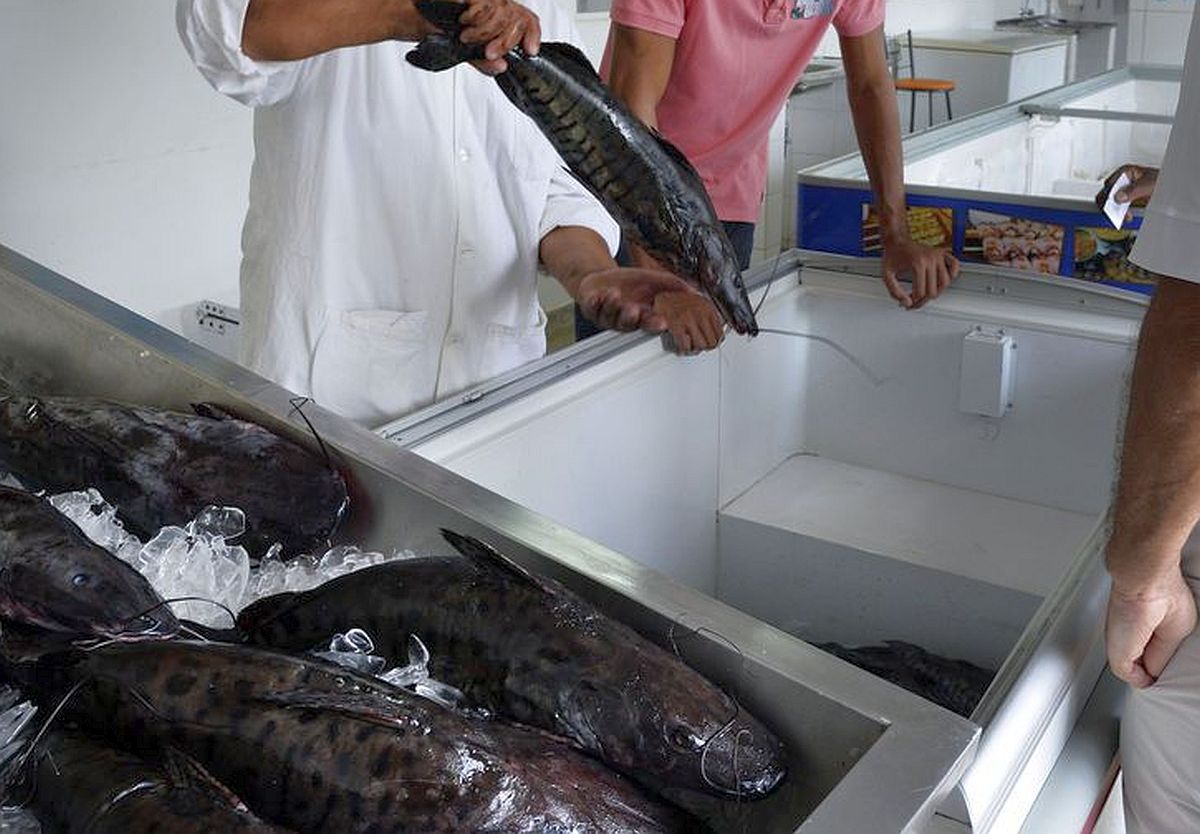 Doença de Half/urina preta