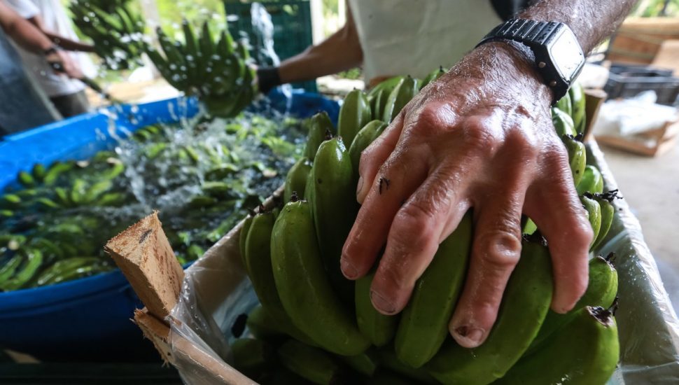 banana são josé dos pinhais