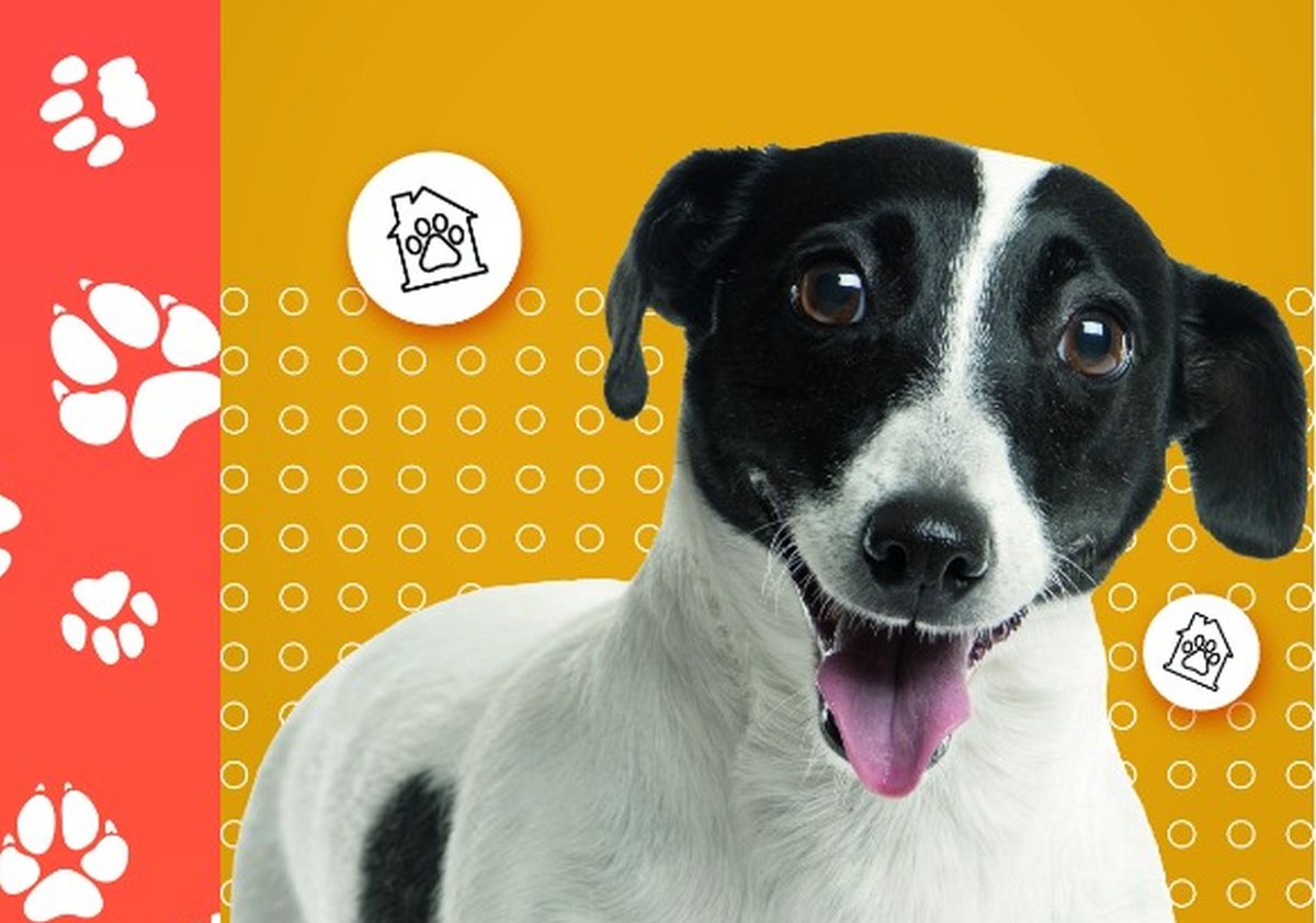 Feira de adoção neste final de semana em Curitiba