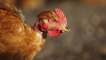 Frango caipira que não é caipira