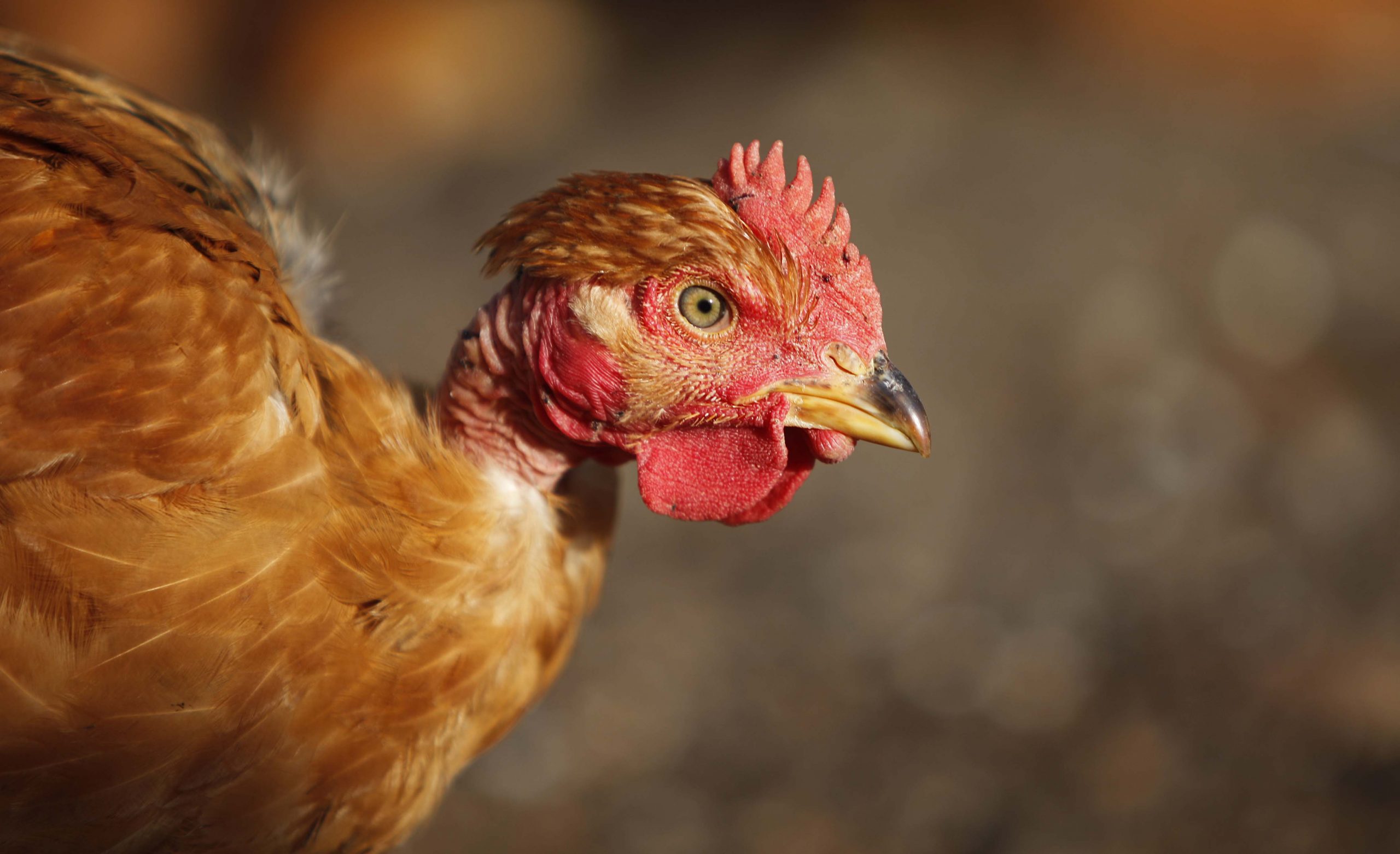 Frango caipira que não é caipira