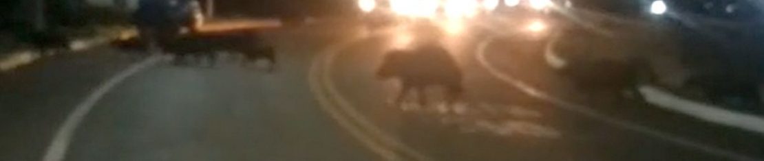 Polícia procura motorista que atropelou capivaras