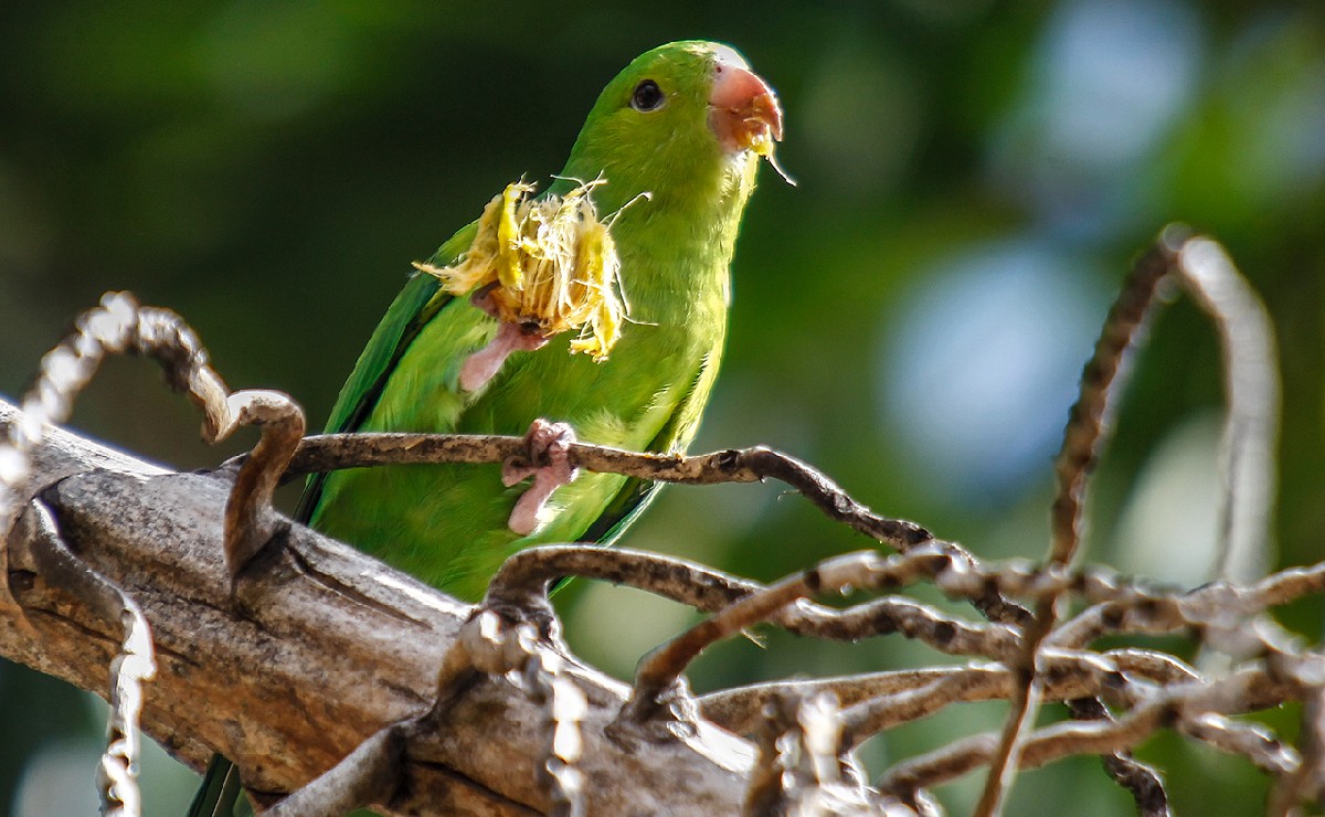 Sensação é de contato com a natureza, mas por que há tantos periquitos em Curitiba e qual é a espécie predominante?