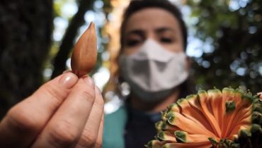 Projeto Bicho do Paraná estreia em novembro