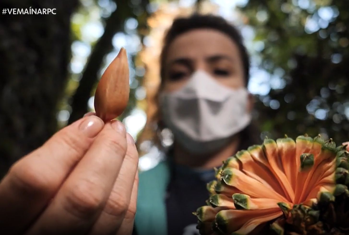 Projeto Bicho do Paraná estreia em novembro