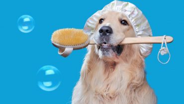 A higiene é fundamental para a saúde e bem-estar do seu pet | Foto: Shutterstock