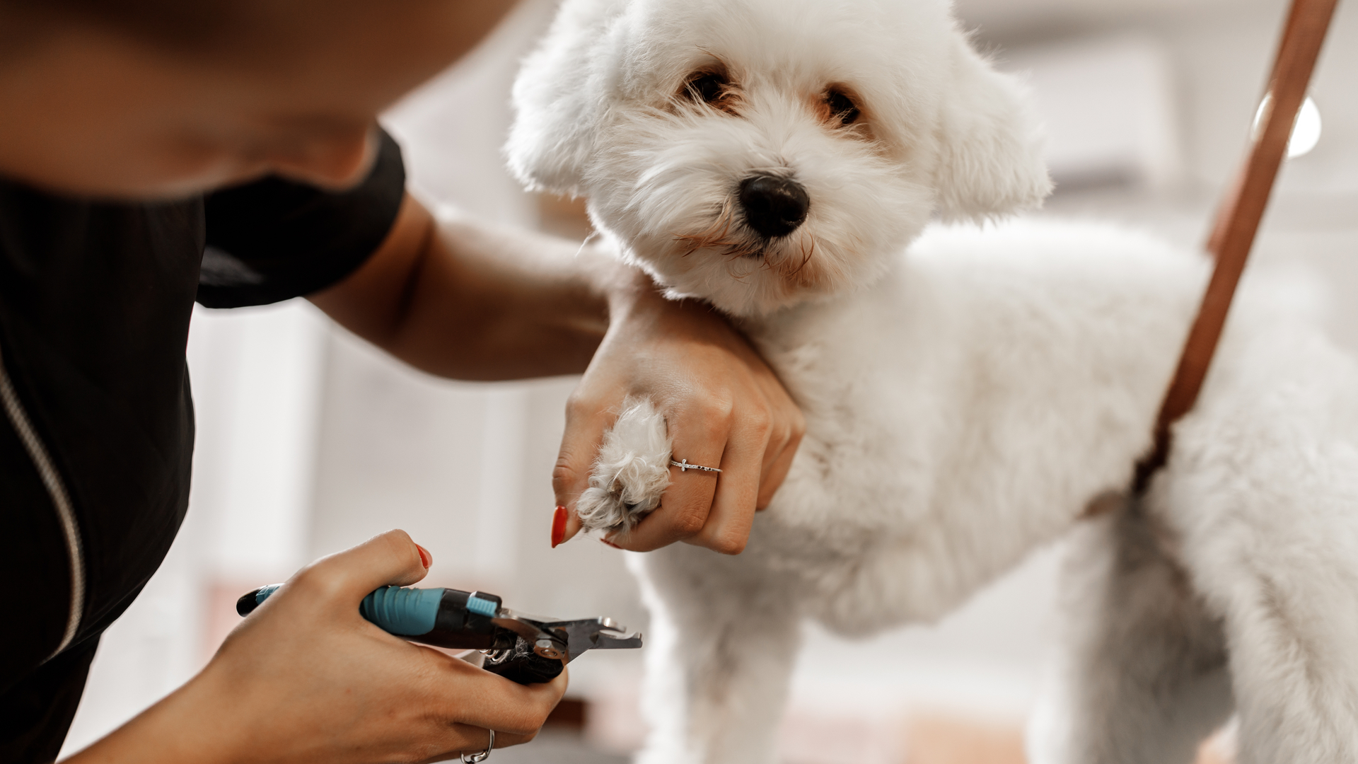 No pet shop, é possível cortar as unhas dos cãezinhos com mais segurança.| Foto: Shutterstock
