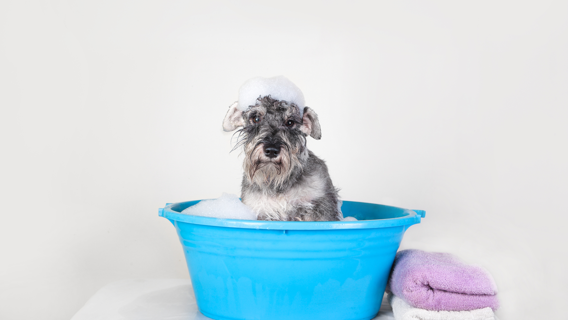 O HiperZoo disponibiliza um espaço exclusivo para você dar banho no seu animalzinho, com toda estrutura e conforto. | Foto: Shutterstock