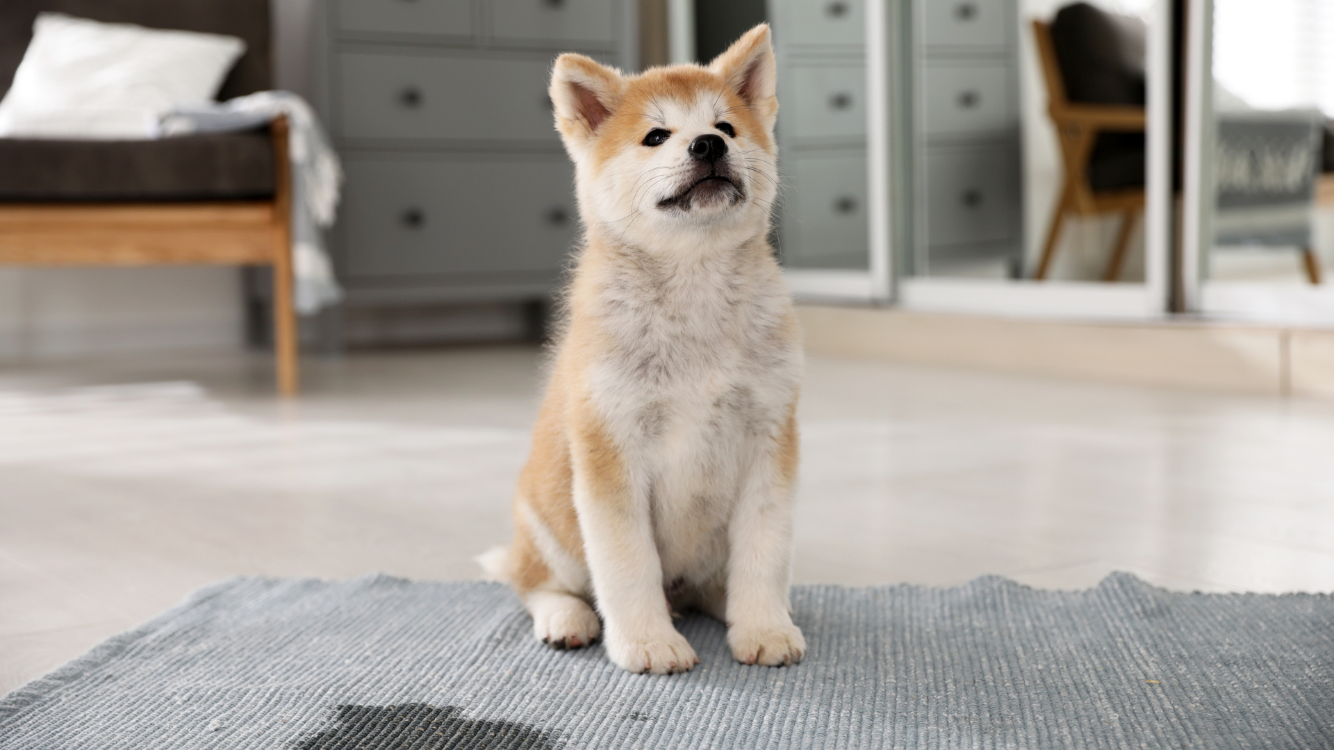 Tenha paciência durante o período de adaptação do cãozinho. Ele ainda poderá fazer xixi no lugar errado.| Foto: Shutterstock 
