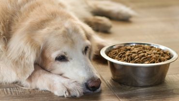 A falta de apetite é um dos sintomas que podem indicar a presença de vermes no seu cão. | Foto: Shutterstock