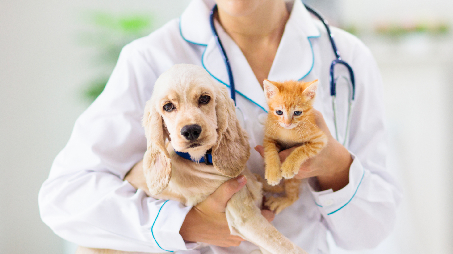 Consultas de rotina e check ups periódicos com o médico-veterinário são fundamentais para prevenir problemas de saúde, como verminoses. | Foto: Shutterstock