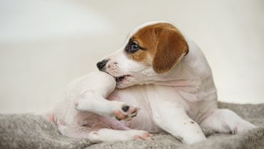 Coceira intensa é um dos principais sinais que indicam a presença de pulga no cão.| Foto: Shutterstock