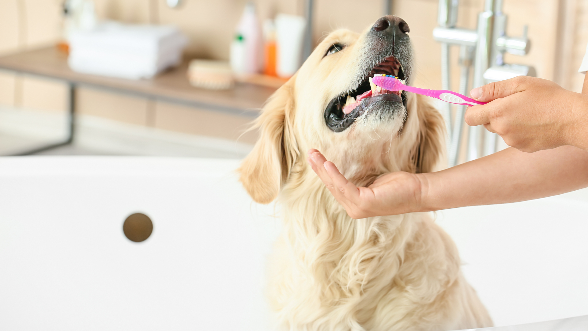 Uma das principais formas de prevenir o mau hálito é mantendo a escovação dos dentes do cão.| Shutterstock