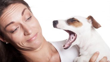 O mau hálito do cão merece atenção especial do seu tutor.| Foto: Shutterstock