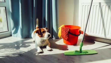 Para limpeza do xixi e cocô do seu pet, é preciso utilizar produtos específicos que não prejudicam a saúde do bichinho.| Foto: Shutterstock