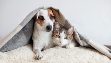 Você sabe como cuidar do seu pet no frio?