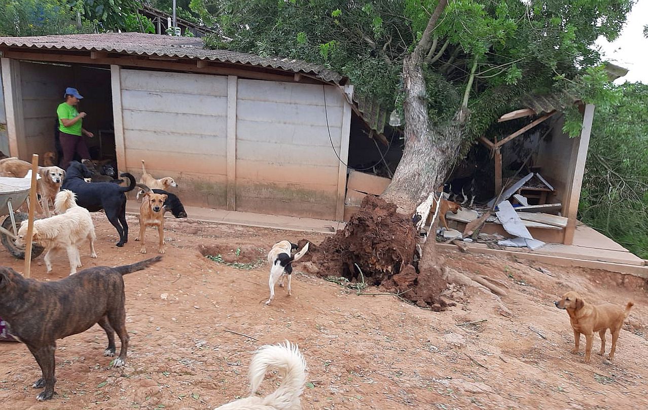 Vendaval estragou aprte do abrigo da ONG Amigo Animal