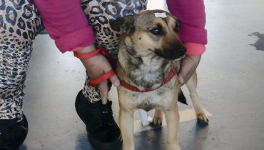 Rede abre agendamentos para castrações de cães e gatos em novembro.