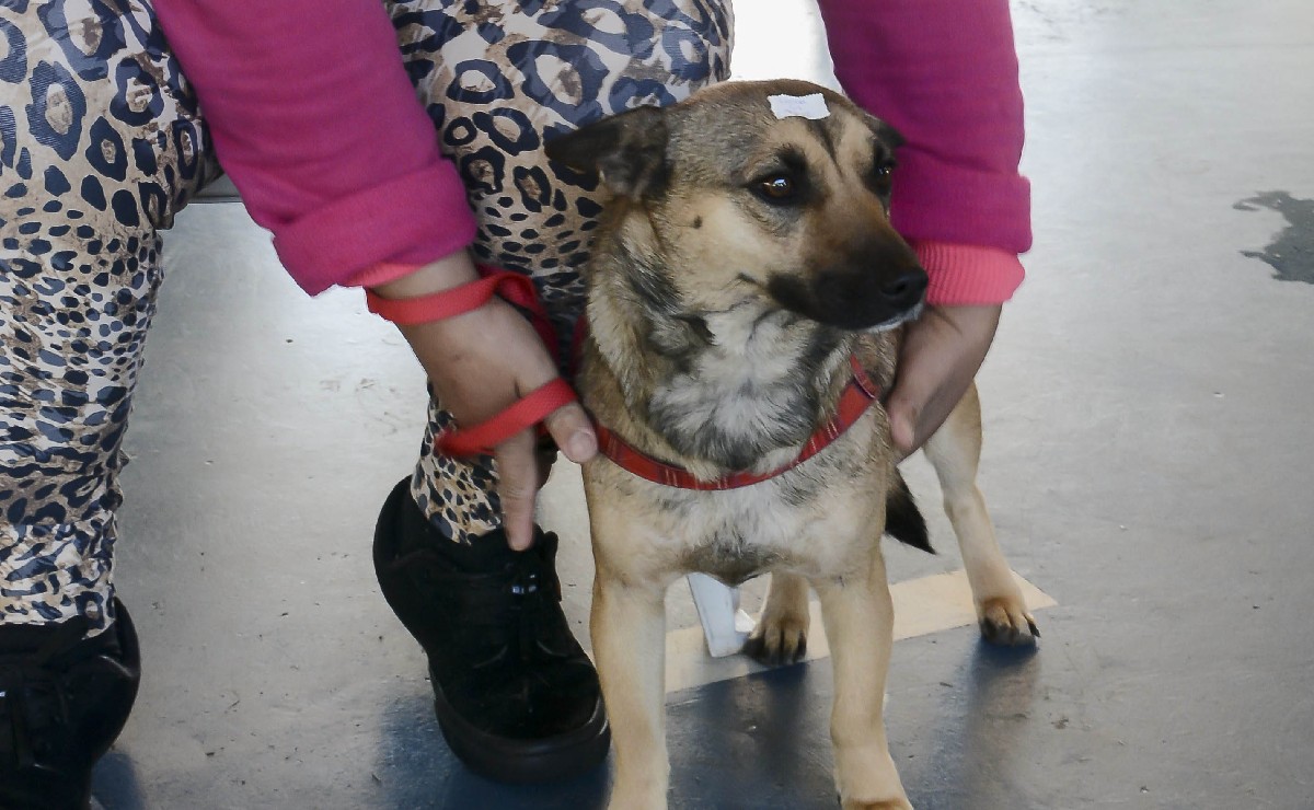 Rede abre agendamentos para castrações de cães e gatos em novembro.