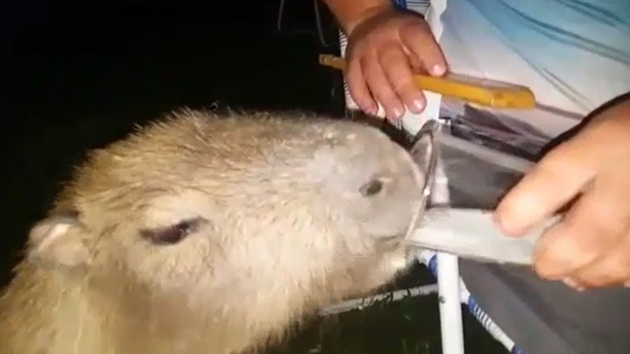 capivara cerveja