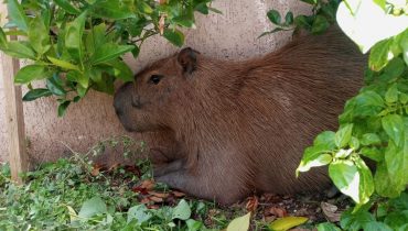 capivara resgatada em Curitiba