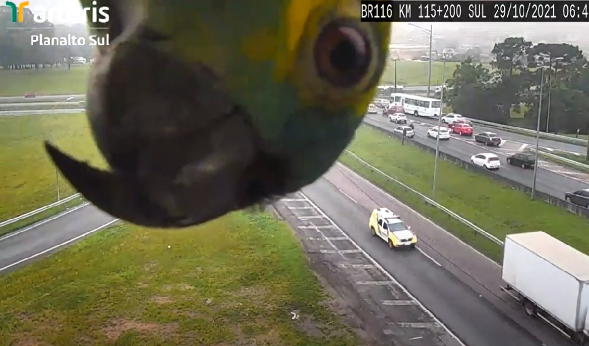 Ave apareceu em uma câmera de monitoramento na BR-116.