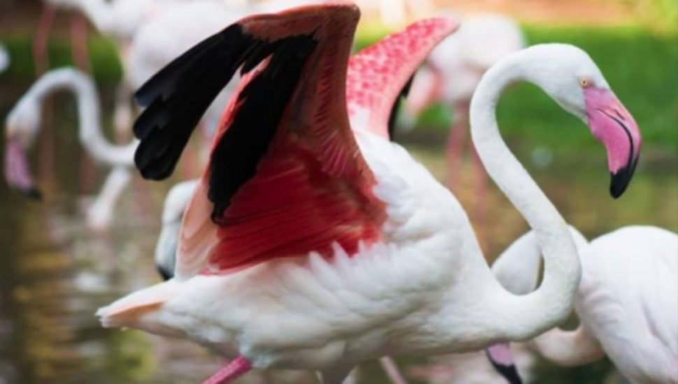O parque tinha 176 flamingos no total e 172 foram mortos pelas onças.