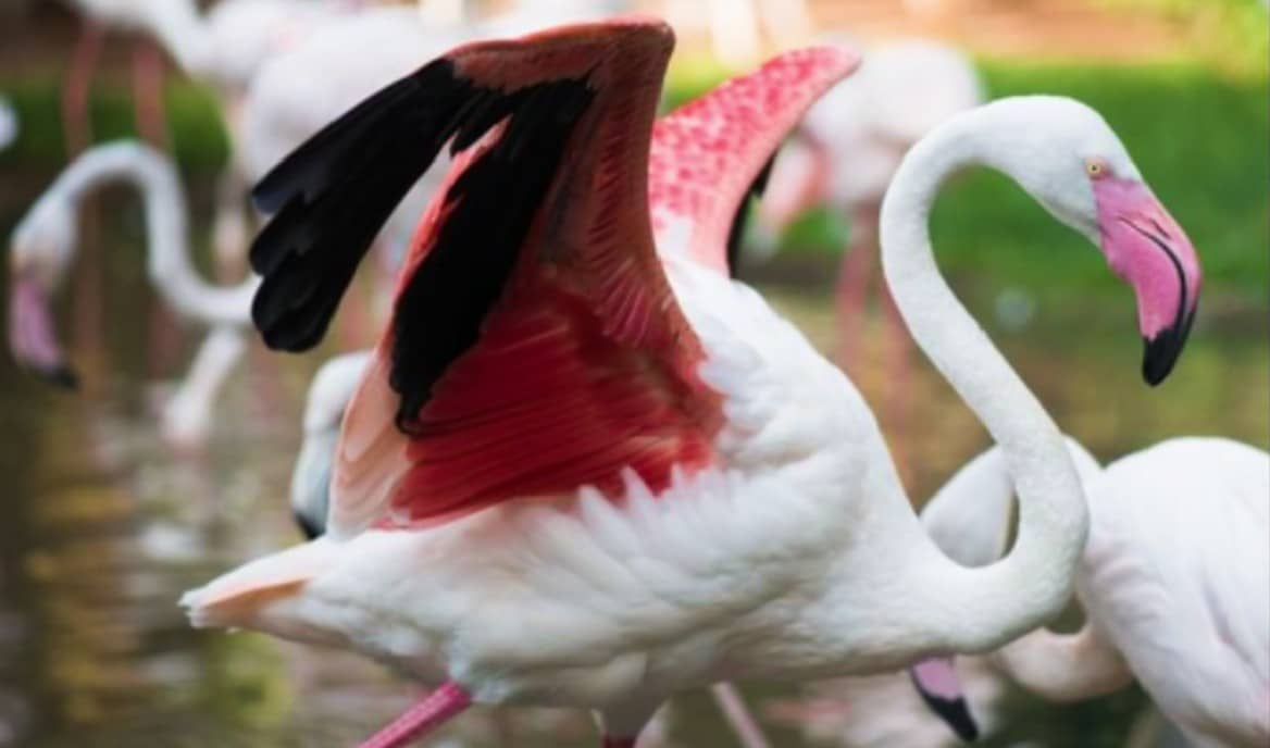 O parque tinha 176 flamingos no total e 172 foram mortos pelas onças.