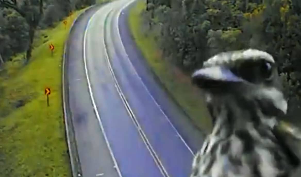 Passarinho apareceu na câmera e atacou o reflexo.