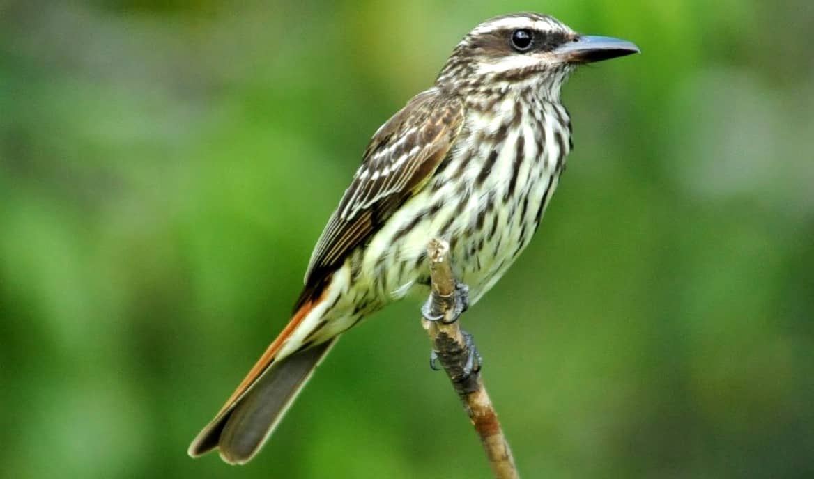 Bem-Te-Vi-Rajado deu show na câmera de monitoramento na BR-116.