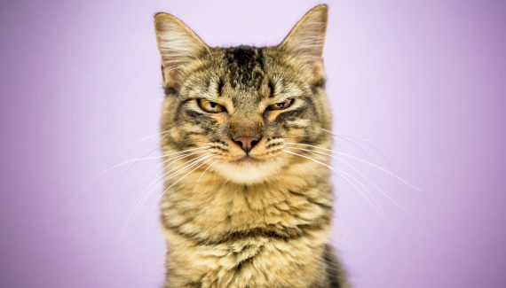 Os gatos demonstram o estresse de várias maneiras. | Foto: Shutterstock