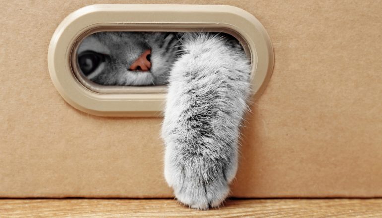 Ofereça objetos confortáveis e divertidos para seu gatinho, como tocas e brinquedos. | Foto: Shutterstock