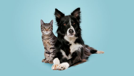 As mudanças bruscas de comportamento do seu pet pode ser um sinal de estresse. | Foto: Shutterstock