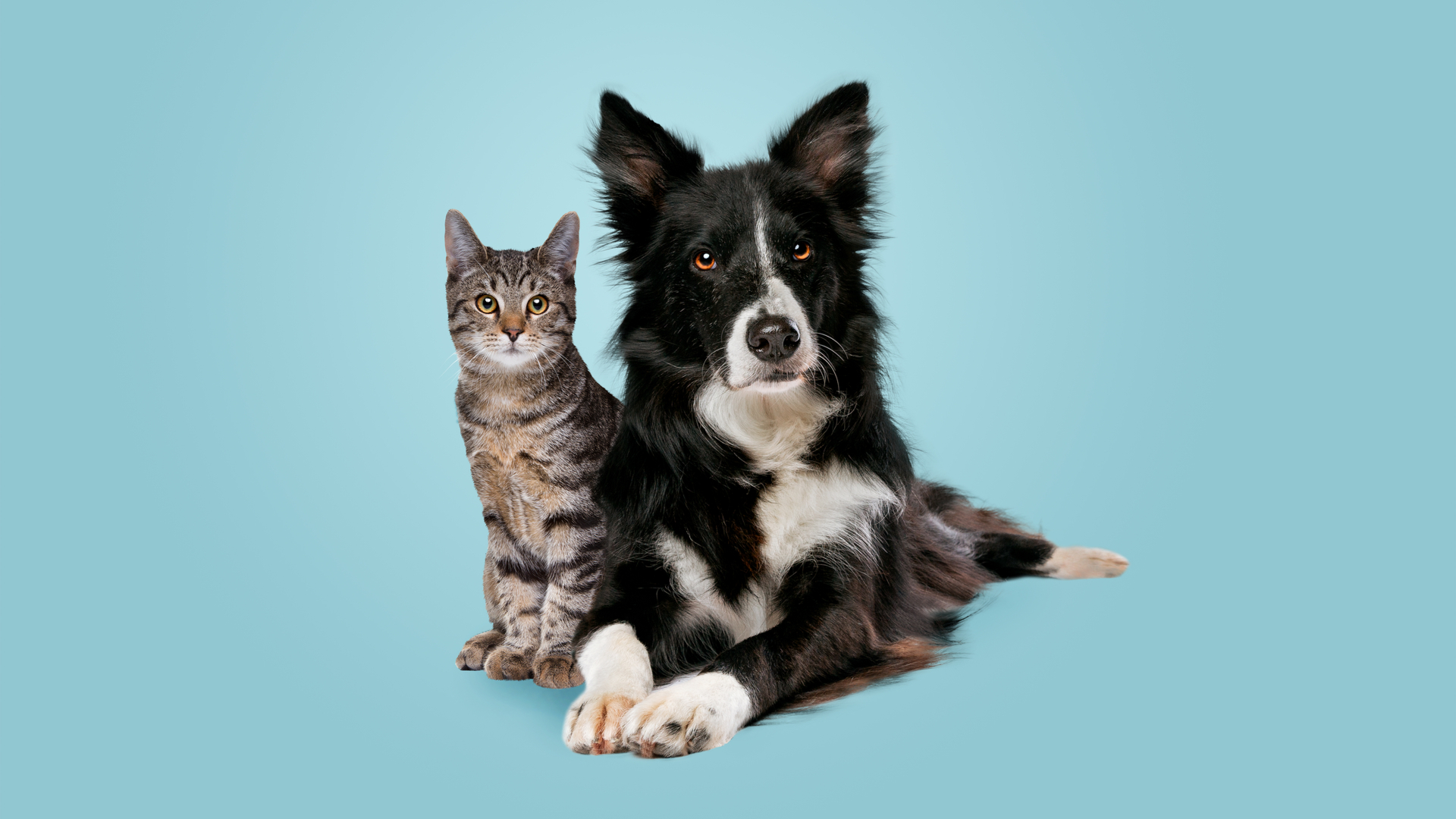 As mudanças bruscas de comportamento do seu pet pode ser um sinal de estresse. | Foto: Shutterstock