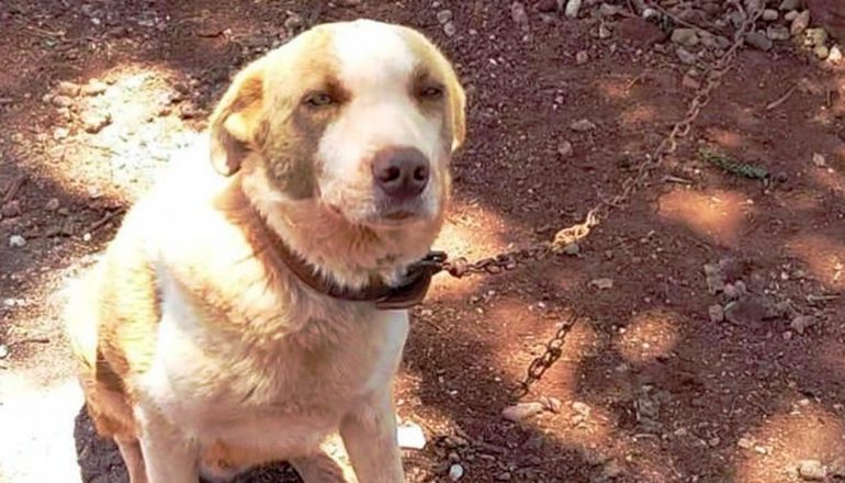 cachorro em condição de maus-tratos