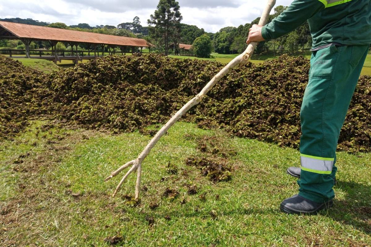 Funcionários trabalham na retirada das plantas, que crescem com mais facilidade no verão.