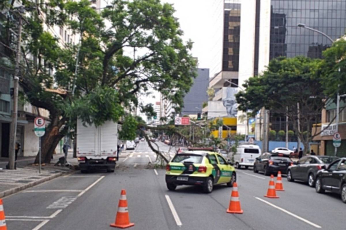 Árvore atingiu caminhão que estava na Avenida.