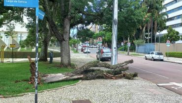 Árvore despencou em cima de calçada no bairro Bigorrilho.
