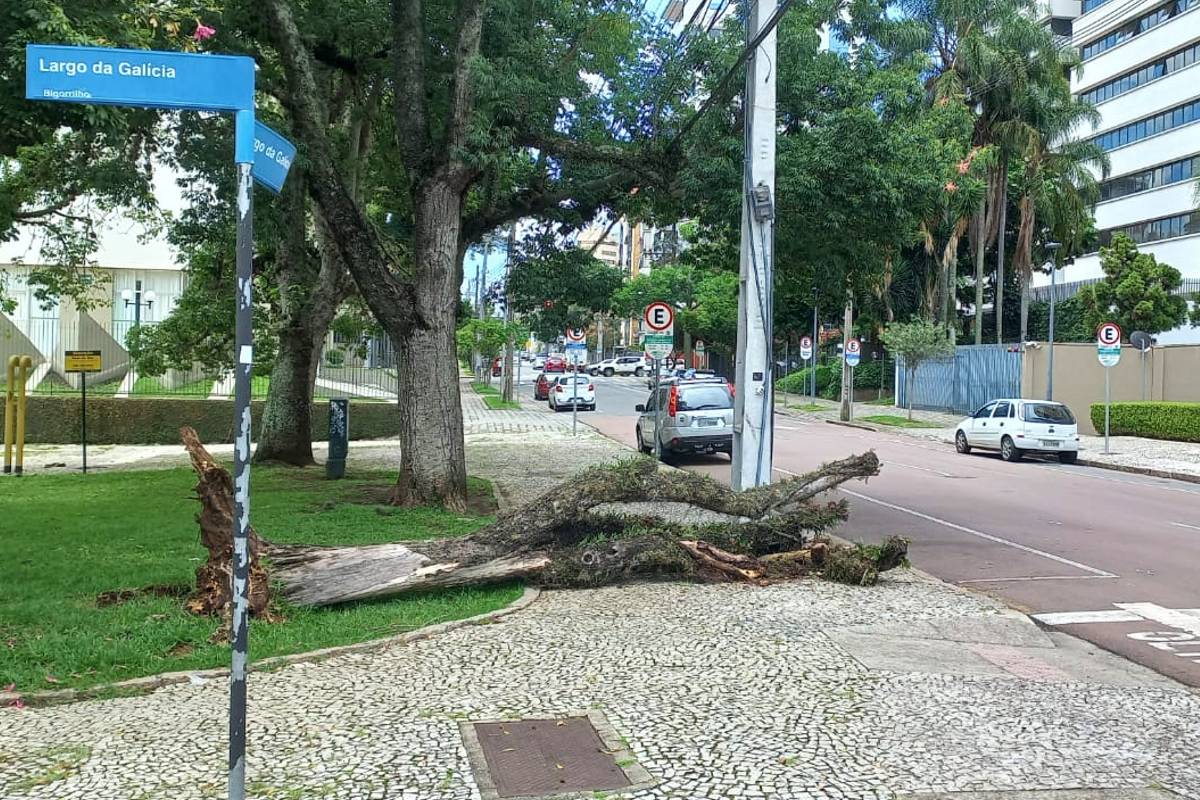 Árvore despencou em cima de calçada no bairro Bigorrilho.